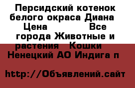 Персидский котенок белого окраса Диана › Цена ­ 40 000 - Все города Животные и растения » Кошки   . Ненецкий АО,Индига п.